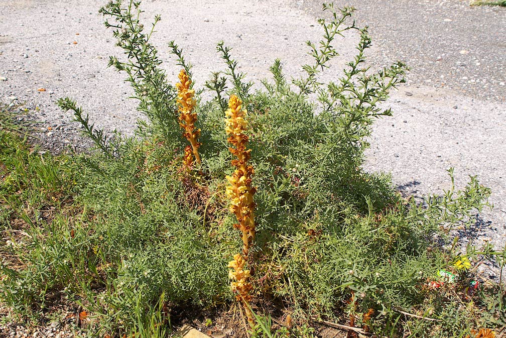 Orobanche elatior / Succiamele della centaurea